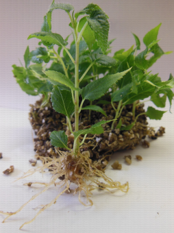 Plant raciné in vitro sur vermiculite d'Actinidia rubricaulis